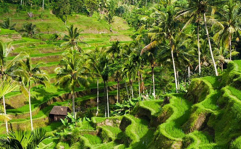 Культура и жизнь острова Бали