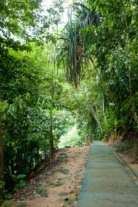 Лес на острове Лангкави. Малайзия.