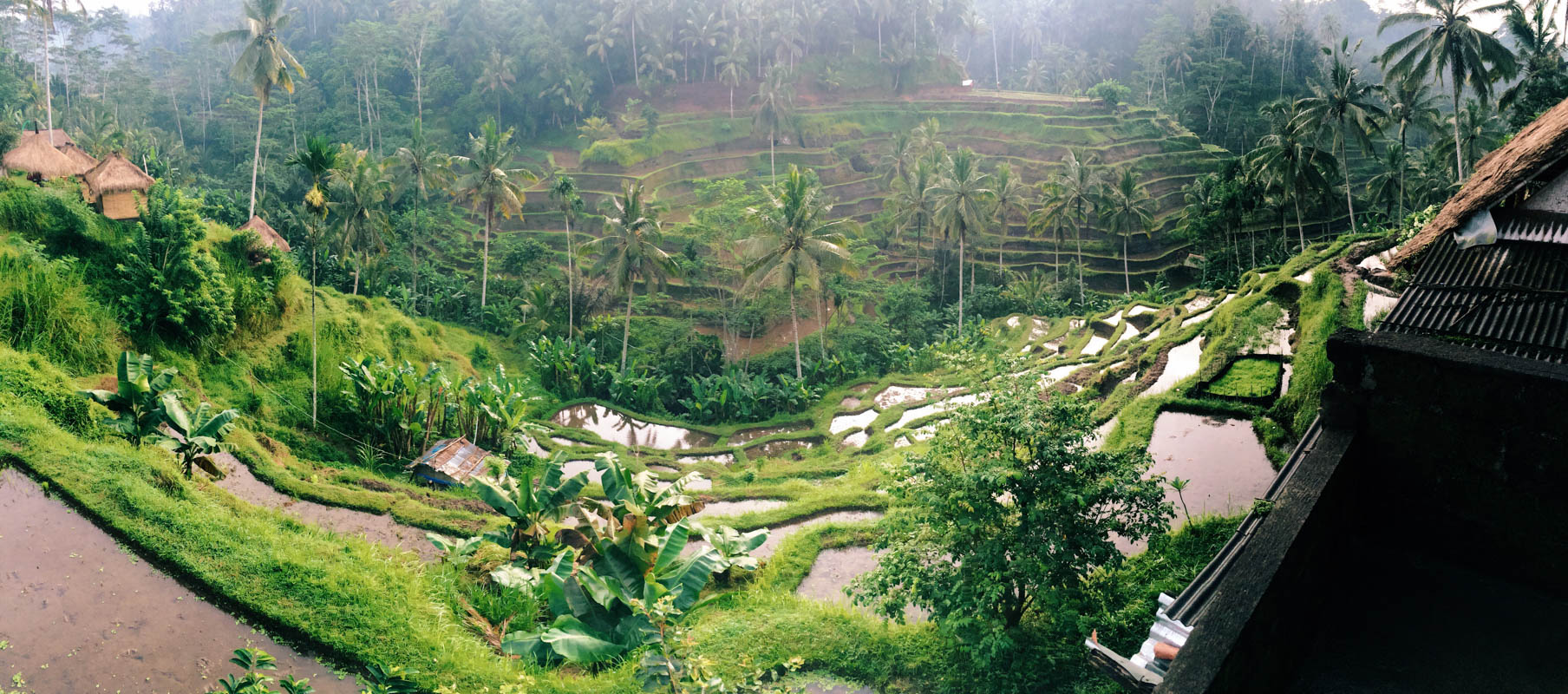 Бали для бюджетного туриста: Рисовые террасы